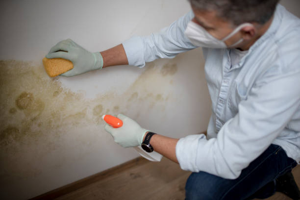 Best Preventive Mold Services in Orange Grove, TX