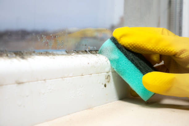 Reliable Orange Grove, TX Mold Remediation Solutions