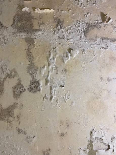  Orange Grove, TX Mold Removal Pros