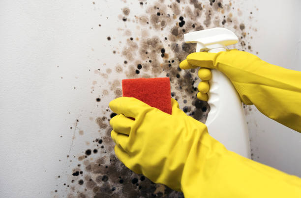Best Post-Flood Mold Remediation in Orange Grove, TX