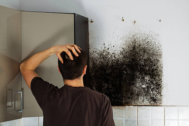 Best Residential Mold Remediation in Orange Grove, TX