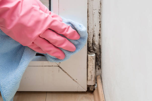 Best Mold Remediation for Specific Building Types in Orange Grove, TX