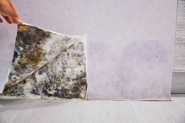Best Black Mold Remediation in Orange Grove, TX